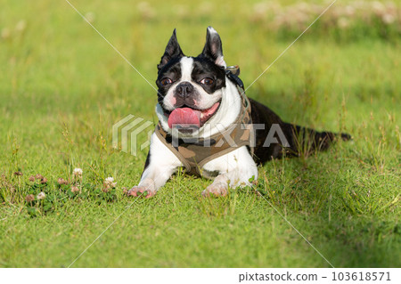 Relaxing Boston Terrier 103618571