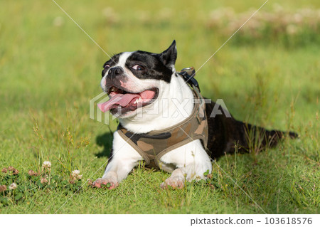 Relaxing Boston Terrier 103618576
