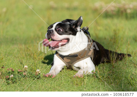 放鬆的波士頓梗犬 103618577