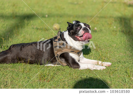 Relaxing Boston Terrier 103618580
