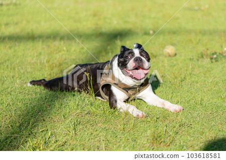 Relaxing Boston Terrier 103618581