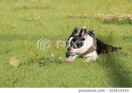 放鬆的波士頓梗犬 103618583