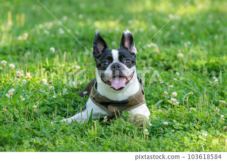 Relaxing Boston Terrier Relaxing Boston Terrier 103618584