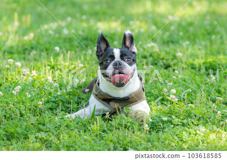 Relaxing Boston Terrier 103618585