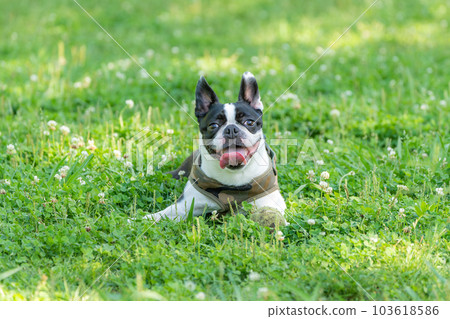 Relaxing Boston Terrier Relaxing Boston Terrier 103618586