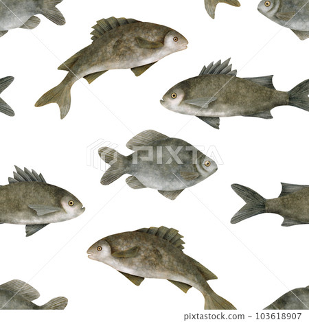 Watercolor freshwater fish seamless pattern. Hand drawn European carp, common perch and bream fish isolated on white. Lake and river bass fishing background. Seafood illustration Watercolor freshwater fish seamless pattern. Hand drawn European carp, common perch and bream fish isolated on white. Lake and river bass fishing background. Seafood illustration 103618907