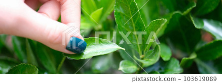 Female hand touching green fresh tea leaves 103619089