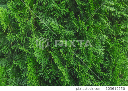 Green branches of the thuja tree natural background plant abstract Green branches of the thuja tree natural background plant abstract 103619250
