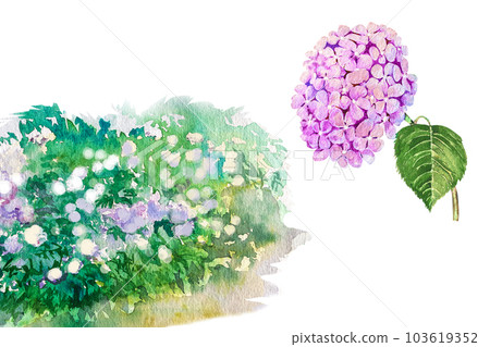Watercolor illustration of hydrangea bush and branches. Blue, pink, white tender hydrangea Watercolor illustration of hydrangea bush and branches. Blue, pink, white tender hydrangea 103619352