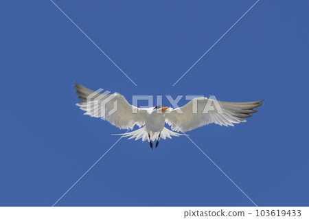 Royal tern. Sea bird flying. Seagull in the sky. 103619433