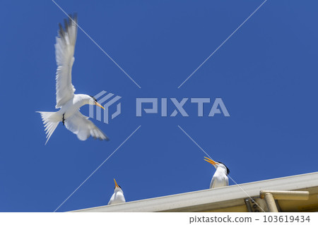 Royal tern. Sea bird flying. Seagull in the sky. 103619434
