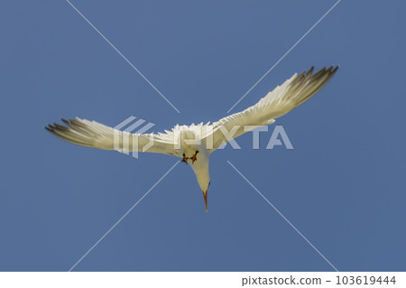 Royal tern. Sea bird flying. Seagull in the sky. Royal tern. Sea bird flying. Seagull in the sky. 103619444