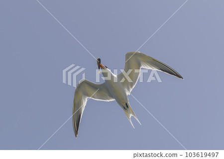 Royal tern. Sea bird flying. Seagull in the sky. Royal tern. Sea bird flying. Seagull in the sky. 103619497