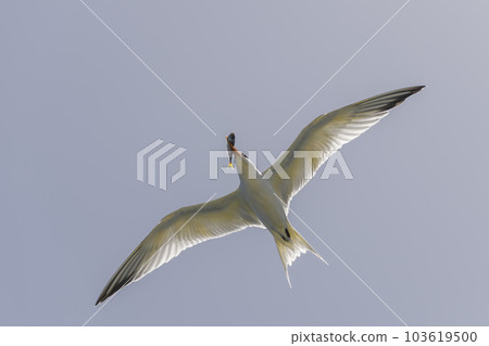 Royal tern. Sea bird flying. Seagull in the sky. Royal tern. Sea bird flying. Seagull in the sky. 103619500