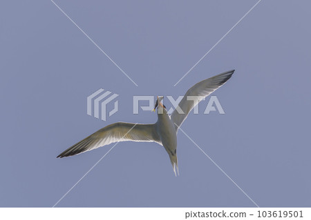 Royal tern. Sea bird flying. Seagull in the sky. Royal tern. Sea bird flying. Seagull in the sky. 103619501