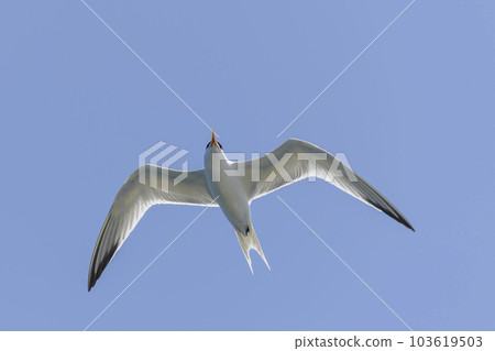 Royal tern. Sea bird flying. Seagull in the sky. Royal tern. Sea bird flying. Seagull in the sky. 103619503