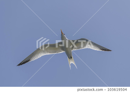 Royal tern. Sea bird flying. Seagull in the sky. Royal tern. Sea bird flying. Seagull in the sky. 103619504
