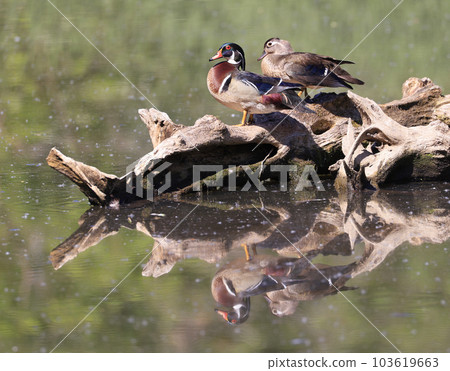 Colorful Wood Duck family with reflection on the lake, Quebec, Canada Colorful Wood Duck family with reflection on the lake, Quebec, Canada 103619663