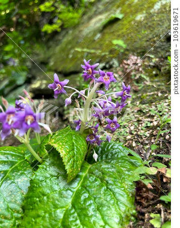 岩煙花,紫色花,五瓣花,星形花,六月開花的可愛花,半陰開花的野草 岩煙花,紫色花,五瓣花,星形花,六月開花的可愛花,半陰開花的野草 103619671