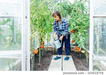 Young woman watering tomatoes in green house using a watering can. Growing organic vegetables in the garden. Urban farming lifestyle. The concept of food self-sufficiency. Young woman watering tomatoes in green house using a watering can. Growing organic vegetables in the garden. Urban farming lifestyle. The concept of food self-sufficiency. 103619756