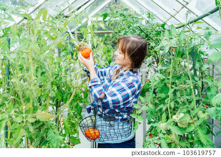 Young smiling woman picking ripe red big beef tomato in green house farm. Harvest of tomatoes. Urban farming lifestyle. Growing organic vegetables in garden. The concept of food self-sufficiency. Young smiling woman picking ripe red big beef tomato in green house farm. Harvest of tomatoes. Urban farming lifestyle. Growing organic vegetables in garden. The concept of food self-sufficiency. 103619757