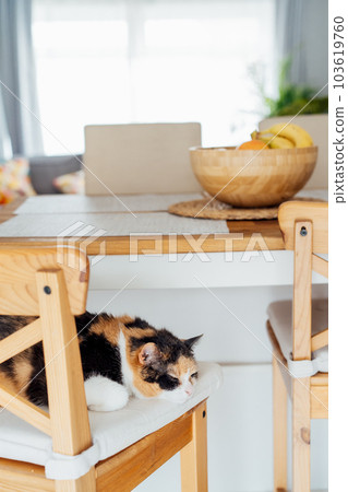 Home cat sleeps on the bar chair of modern open space kitchen. Pleased, well-fed, lazy multicolor adult cat relaxing. Funny fluffy cat in cozy home atmosphere. Hygge home. Selective focus, copy space 103619760
