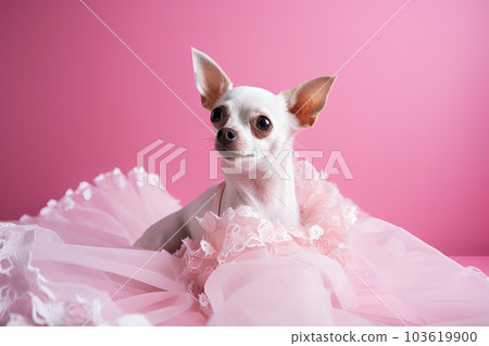 Little cute dog chihuahua in pink room with laces. Generated AI. 103619900