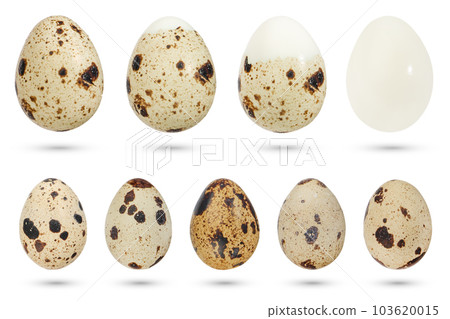 Quail eggs isolated on white background. A set of boiled quail eggs of various natural colors, in the process of shelling on a white background. The concept of cooking diet food, healthy eating. 103620015