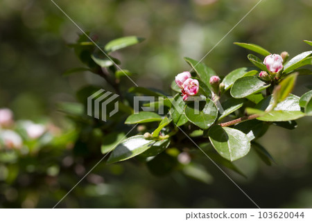 Bearberry cotoneaster Radicans white flower - Latin name - Cotoneaster dammeri Radicans Bearberry cotoneaster Radicans white flower - Latin name - Cotoneaster dammeri Radicans 103620044