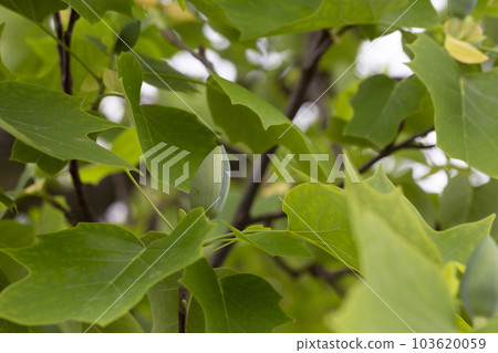 Close up of bud flower of Tulip tree Liriodendron tulipifera . American Tuliptree or Tulip Poplar on blue background. Selective focus Close up of bud flower of Tulip tree Liriodendron tulipifera . American Tuliptree or Tulip Poplar on blue background. Selective focus 103620059