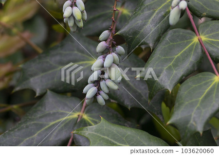 Mahonia aquifolium plant with blue fruits, ornamental evergreen plant 103620060