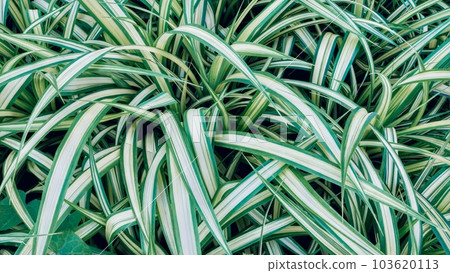 Carex morrowii, the kan suge, Morrow's sedge, Japanese grass sedge or Japanese sedge , is a species of flowering plant, Cyperaceae. Lush foliage, plant background. 103620113