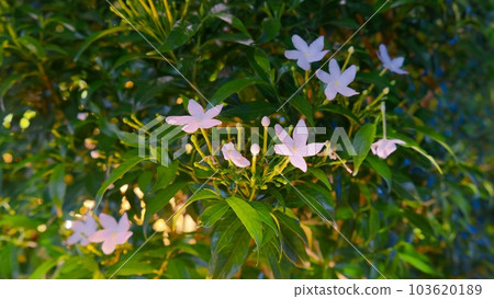 A branch with white sandalwood flowers is illuminated by night lights. 103620189
