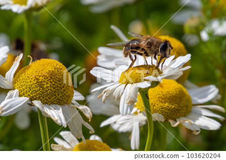 small bee-like fly sits on a white daisy flower on a summer day. Insect on a flower close-up. Hover flies, also called flower flies or syrphid flies. Syrphidae perched on white daisy in close up small bee-like fly sits on a white daisy flower on a summer day. Insect on a flower close-up. Hover flies, also called flower flies or syrphid flies. Syrphidae perched on white daisy in close up 103620204