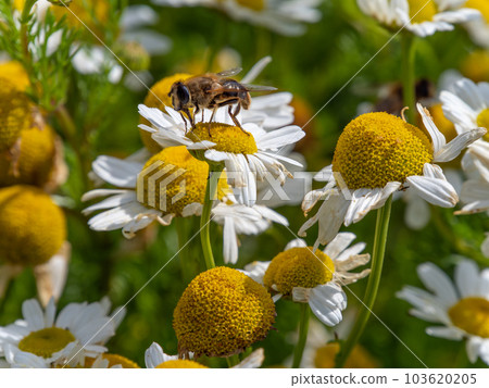 A Hover fly perched on white chamomile flowers on a summer day. White wildflowers. Pollination of plants by insects. bee-like flie perched on white daisy in close up photography A Hover fly perched on white chamomile flowers on a summer day. White wildflowers. Pollination of plants by insects. bee-like flie perched on white daisy in close up photography 103620205