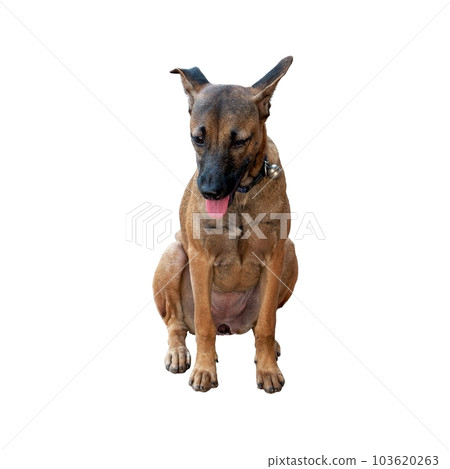 Playful brown mongrel dog sitting with a tongue out, exuding joy and capturing hearts with its irresistible cuteness. Isolated. 103620263