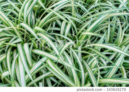 Carex morrowii, the kan suge, Morrow's sedge, Japanese grass sedge or Japanese sedge , is a species of flowering plant in the family Cyperaceae. Lush foliage, plant background. Carex morrowii, the kan suge, Morrow's sedge, Japanese grass sedge or Japanese sedge , is a species of flowering plant in the family Cyperaceae. Lush foliage, plant background. 103620278