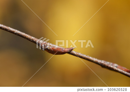 Common hornbeam Horizontalis Common hornbeam Horizontalis 103620328