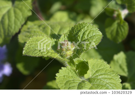 Floss Flower Floss Flower 103620329