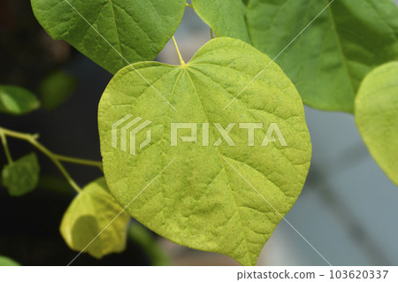 Eastern Redbud The Rising Sun 103620337