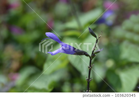 Sage Spencer Lake Sage Spencer Lake 103620345