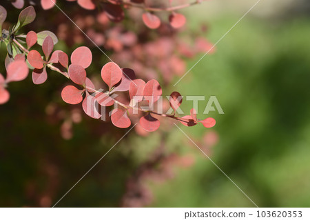 Purple Japanese barberry Purple Japanese barberry 103620353