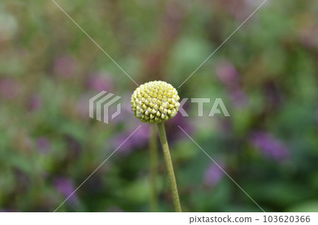 Golden billy-buttons Golden billy-buttons 103620366