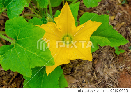 Midst of greenery garden, zucchini plants produce bright yellow flowers in spring. Midst of greenery garden, zucchini plants produce bright yellow flowers in spring. 103620633