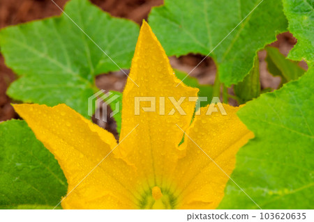 Zucchini plants in garden showcase their yellow blooms during spring season. 103620635
