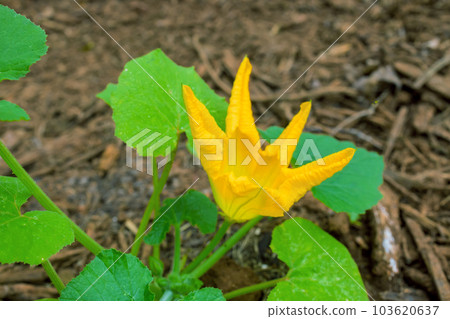 Yellow flowers of zucchini bloom in greenery garden during spring season. Yellow flowers of zucchini bloom in greenery garden during spring season. 103620637