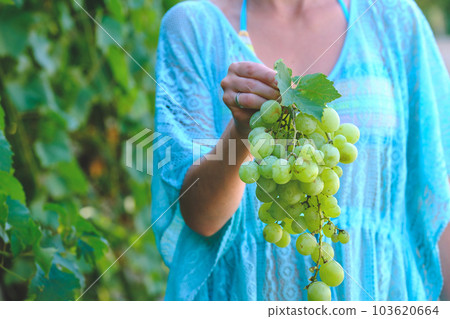 The woman's hand holds a large cluster of grapes during grapes harvest The woman's hand holds a large cluster of grapes during grapes harvest 103620664