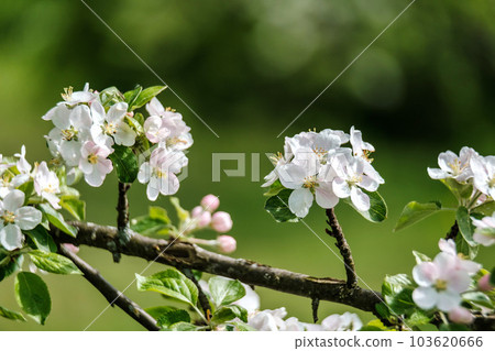 Spring blossom, branch of a blossoming apple tree on garden background. Tree flowers Spring blossom, branch of a blossoming apple tree on garden background. Tree flowers 103620666