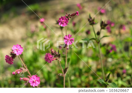 Red Campion Flower In nature. Red campion, Silene dioica, male plant flowers of wild hedgerow dioecious plant in spring Red Campion Flower In nature. Red campion, Silene dioica, male plant flowers of wild hedgerow dioecious plant in spring 103620667