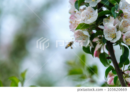 apple tree flower with blurred bee. white flowers of the apple blossoms in Spring 103620669